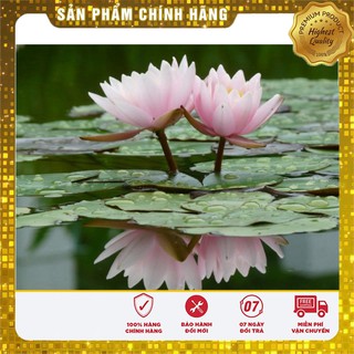 -35% COMB0 10 HẠT SEN MINI NHẬT + 5 súng thái