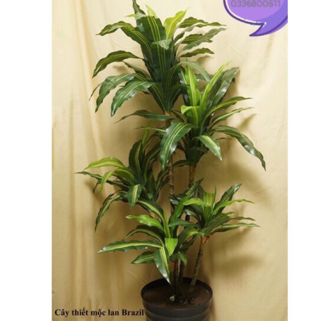Cây Giả-Cây thiết mộc lan Brazil giả 1,6m decor ,trang trí nội thất