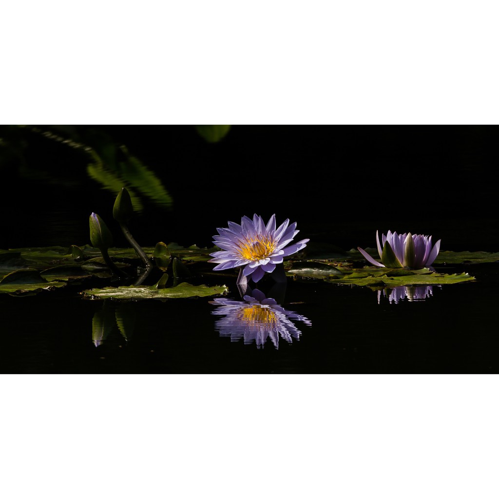 Tranh phông nền dán hồ cá, bể thủy sinh Aqua_073