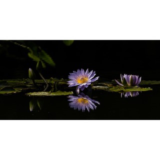 Tranh phông nền dán hồ cá, bể thủy sinh  Aqua_073