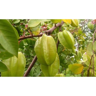 Cây giống khế ngọt cây giống thuần chủng f1
