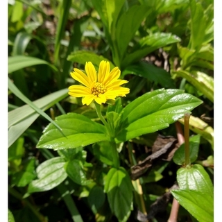 Cây sài đất tươi 1kg