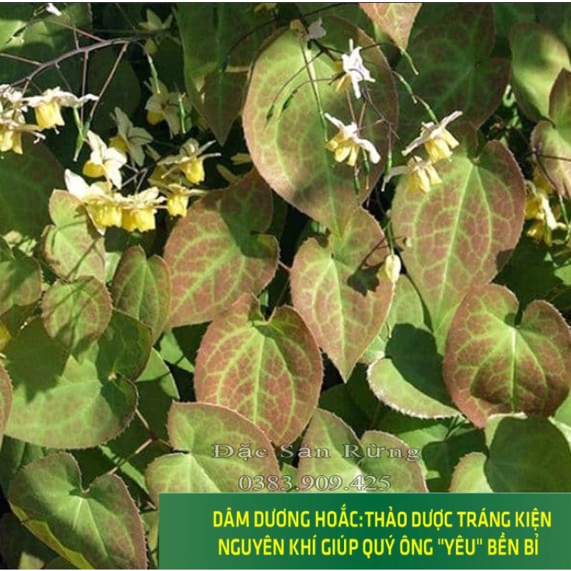 Lá Dâm Dương Hoắc Khô  Bổ Thận - Đặc Sản rừng