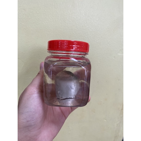 Keo bẫy chim- siêu dính