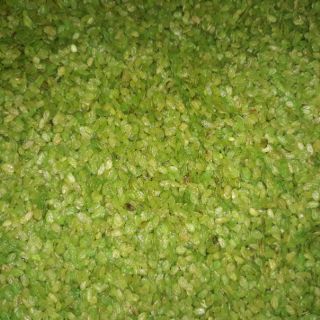 Cốm khô xanh 1kg