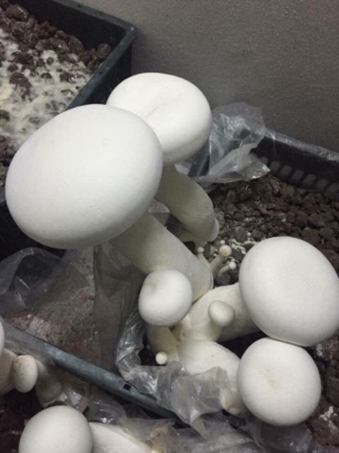 Phôi nấm đùi gà | BigBuy360 - bigbuy360.vn