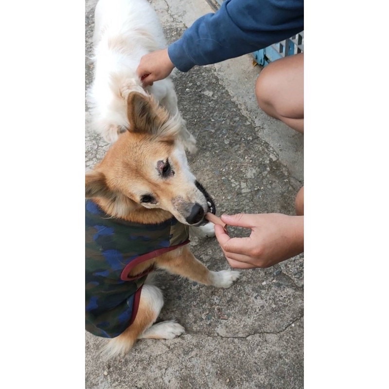 Xúc xích dinh dưỡng dành cho chó mèo hamster thơm ngon bổ dưỡng - Thức ăn chó mèo thơm ngon