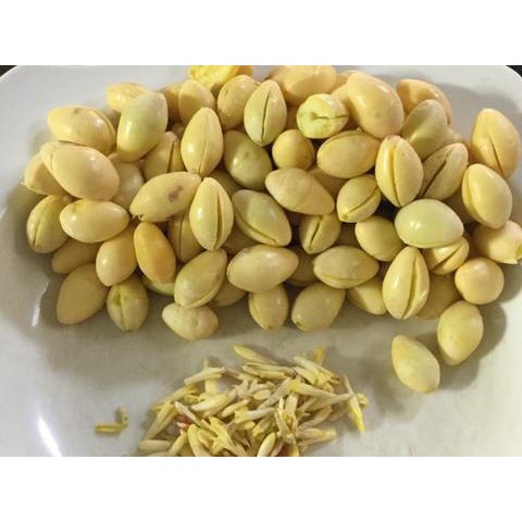 500g/1Kg BẠCH QUẢ TƯƠI - Đựng Trong Túi Lưới