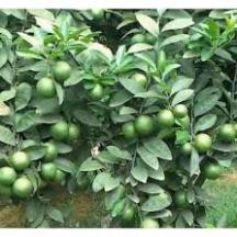 cây chanh quả - trung tâm phát triển giống cây trồng + Tặng 01 cây dâu da đất ( bòn bon)