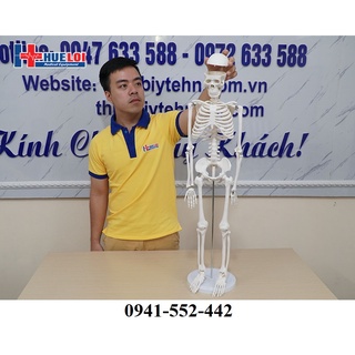 Mô hình bộ xương người