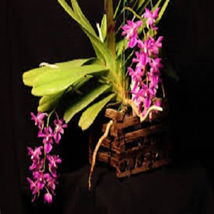 Hoa lan giáng thu (cây  cao 40cm,bộ rễ khỏe)+ 700g phân thỏ hữu cơ