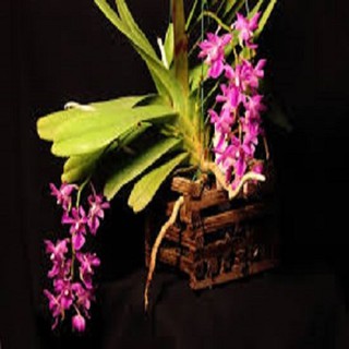 Hoa lan giáng thu (cây  cao 40cm,bộ rễ khỏe)+ 700g phân thỏ hữu cơ