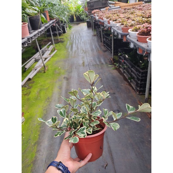 Chậu mềm Ficus triangularis variegata - Bàng tam phúc