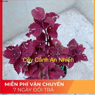 Cây lá gấm tím