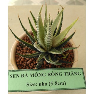 Sen đá móng rồng trắng - size nhỏ (5-8cm)