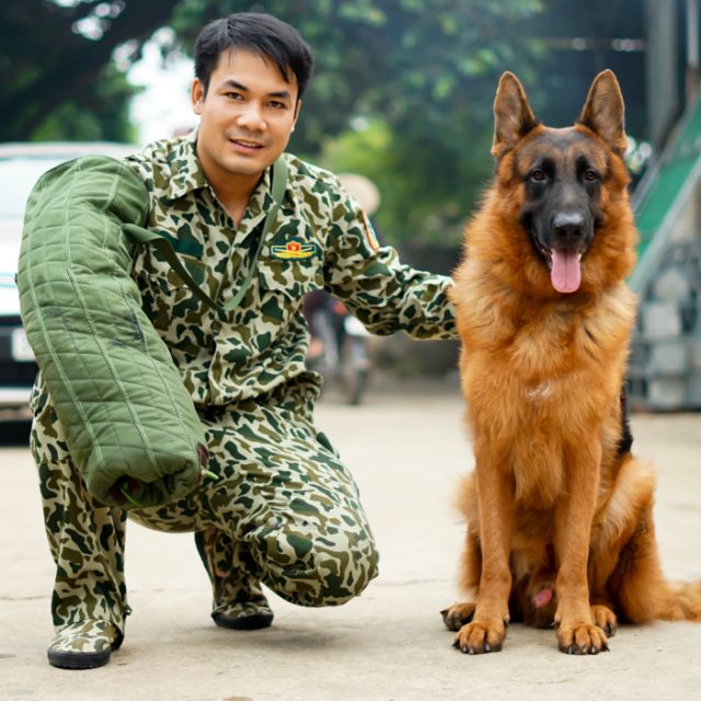 Bao tay tập cắn cho chó
