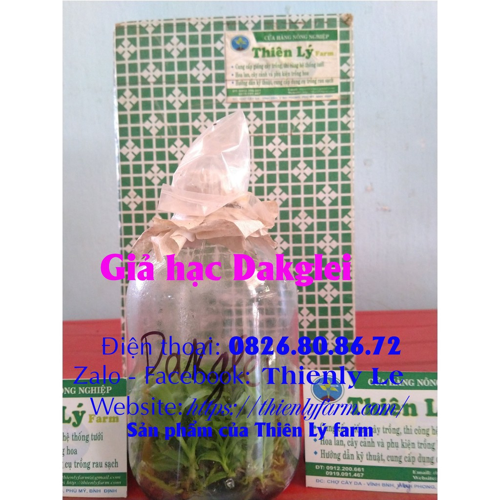 Lan giả hạc rừng Đăk Lay