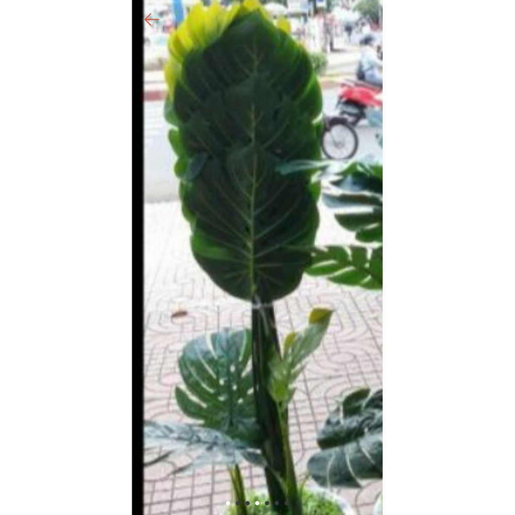 Cây lá rùa phong thủy trang trí nhà cửa cao 1.4met