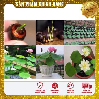 Hạt Giống Sen Mini Nhật( 5 hạt)