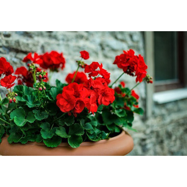 Hạt Giống Hoa Phong Nữ Thảo F1 Loại dễ trồng hoa nở đẹp chống sâu bệnh