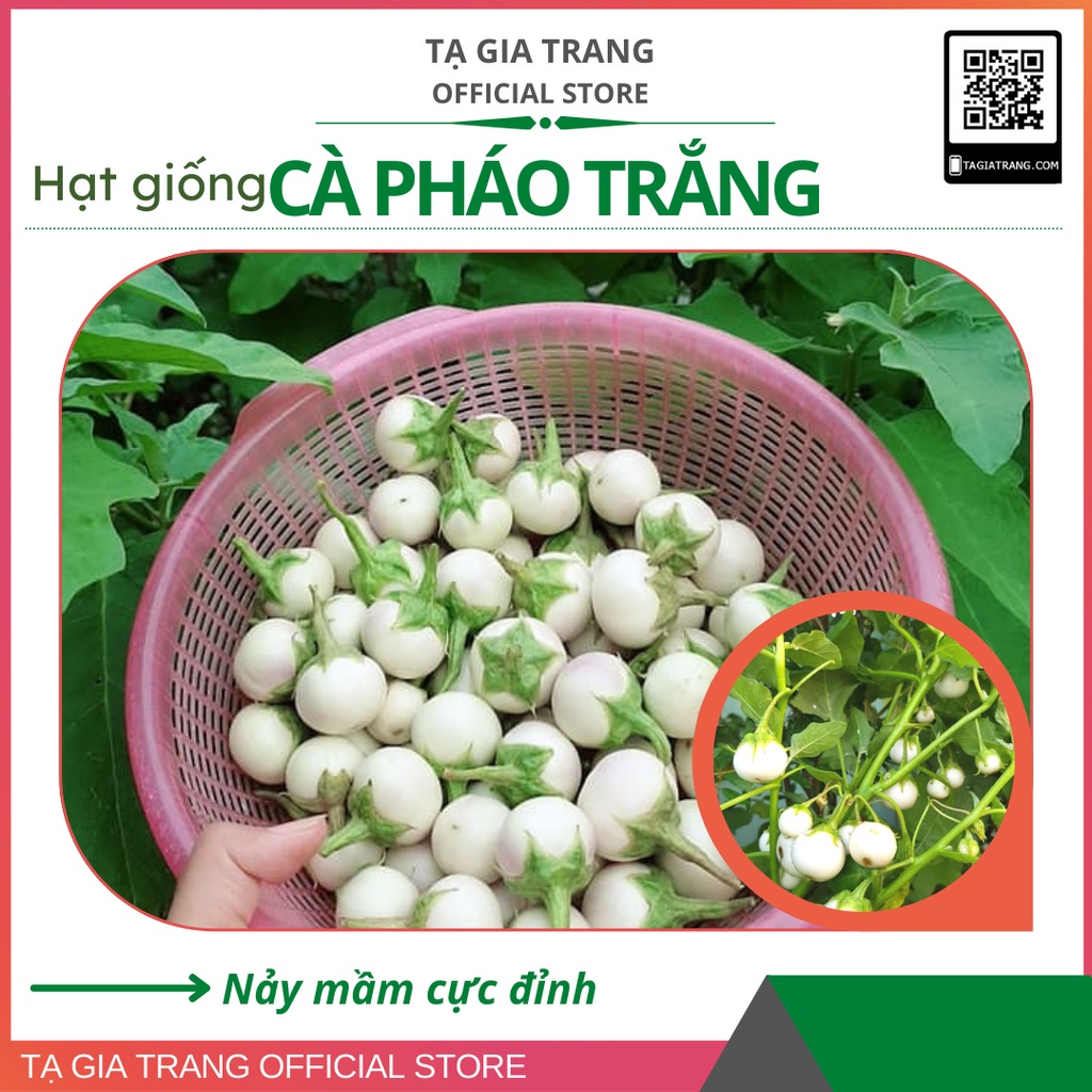 Hạt giống cà pháo trắng - Gói 5g/ 2g/ 0.5g