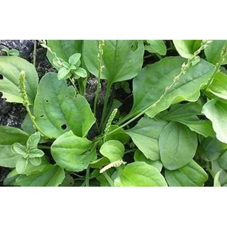 Gói 0.5GR hạt giống Rau Mã Đề