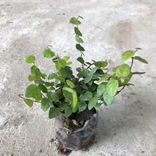 Bầu cây vảy ốc( thằn lằn)