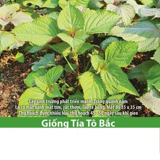 Gói 2g Hạt Giống Tía Tô Bắc Rado 70, Trồng Quanh Năm, Rất Thơm, Thu Nhiều Lứa