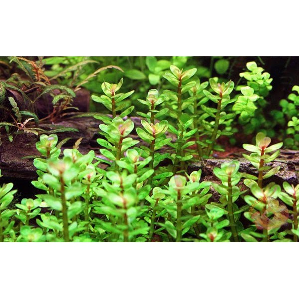 Combo 10 bó cây thủy sinh cắt cắm đẹp