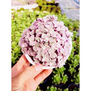 Cỏ pink lady SONDA GARDEN size chậu 10cm, xuất xứ Đà Lạt, khoẻ đẹp, lỗi 1 đổi 1
