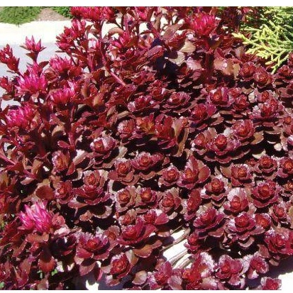 Hạt giống SEN ĐÁ ANH ĐÀO DRAGON LEO ĐÁ - ĐÃ KÍCH MẦM DỄ NẢY - TRỒNG THẢM SIÊU ĐẸP