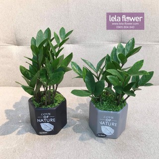 Cây Cảnh Để Bàn - Cây Kim Tiền Chậu Vòm, Chậu Có Cỏ Lót