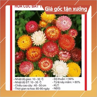 Hạt Giống Cúc Bất Tử 100 Hạt Hạt giống