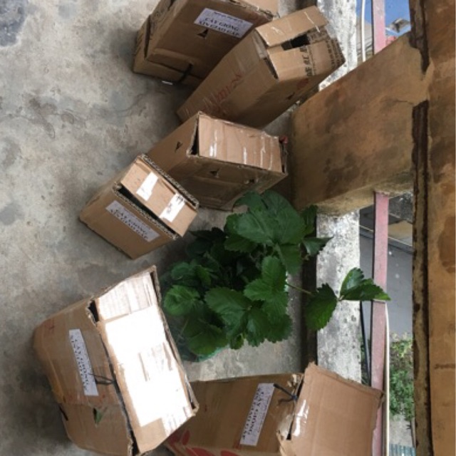 Combo phân bón cho cây