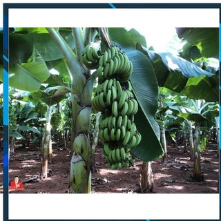 [BÁN CHẠY] CÂY GIỐNG CHUỐI GIÀ LÙN NAM MỸ SIÊU QUẢ SIÊU KINH TẾ