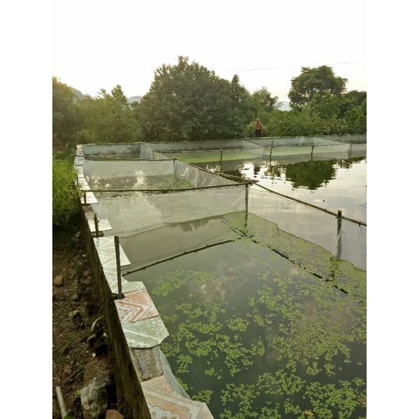 Tráng , vèo , lồng ươm bèo tấm , bèo cái,bèo lục bình