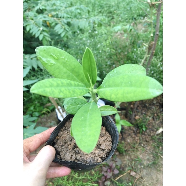 Cây Thạch Anh hỗ trợ điều trị bệnh ung thư vòm họng, bướu cổ, ung thư lưỡi, sâu răng..