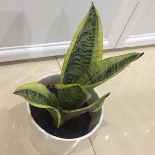 Cây lưỡi hổ Thái(size trung) - bầu đất, không chậu