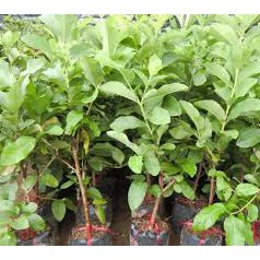 Ổi Lê Đài Loan - Giống BonSai Trồng Chậu Làm cảnh , Ăn QUả