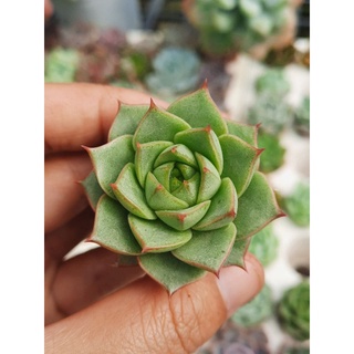 Sen đá hồng xanh size 2,5_4cm🌵hư 1 đổi 1