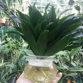 chậu phát tài nhật thủy sinh