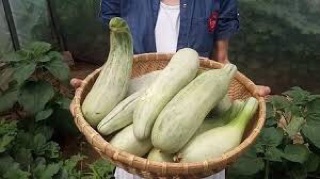 Hạt giống dưa lê chuối