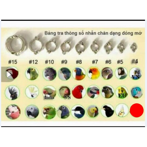 Còng chân cho vẹt