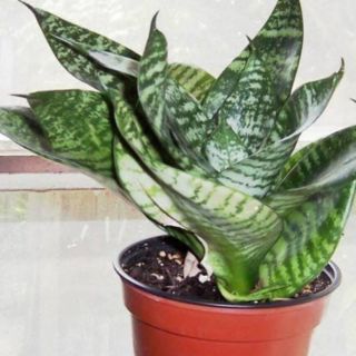 Lưỡi hổ xanh(lưỡi mèo)