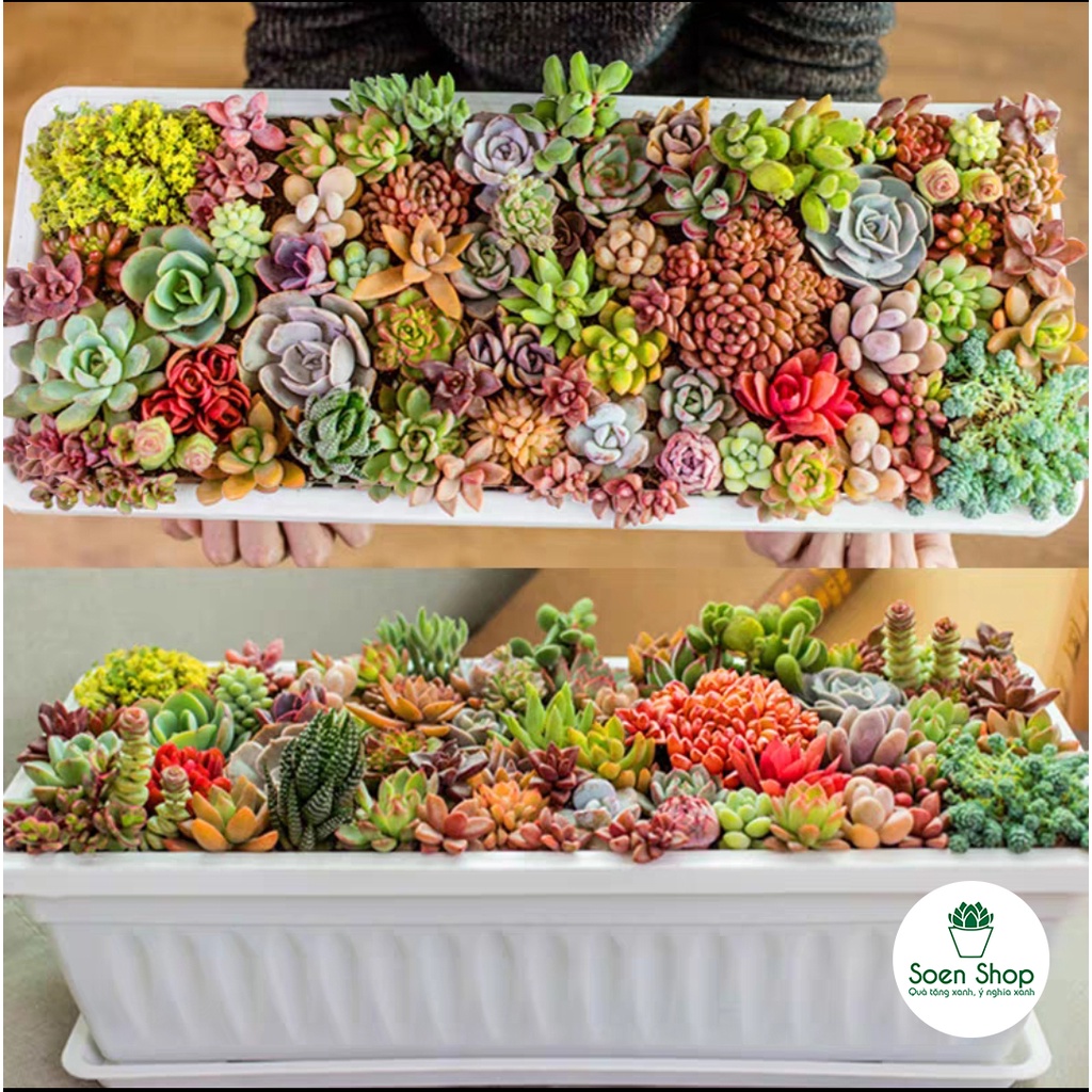 Sen đá Ngọc Trinh Full Size đã thuần khí hậu, sen đá vỉ size mini để bàn, Siêu khỏe, trang trí decor phòng