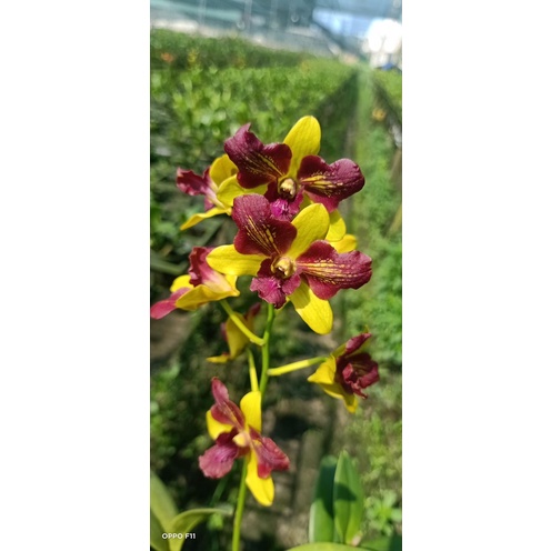 Hoa lan dendro ba đỏ ba vàng cây tơ đẹp chuẩn hoa