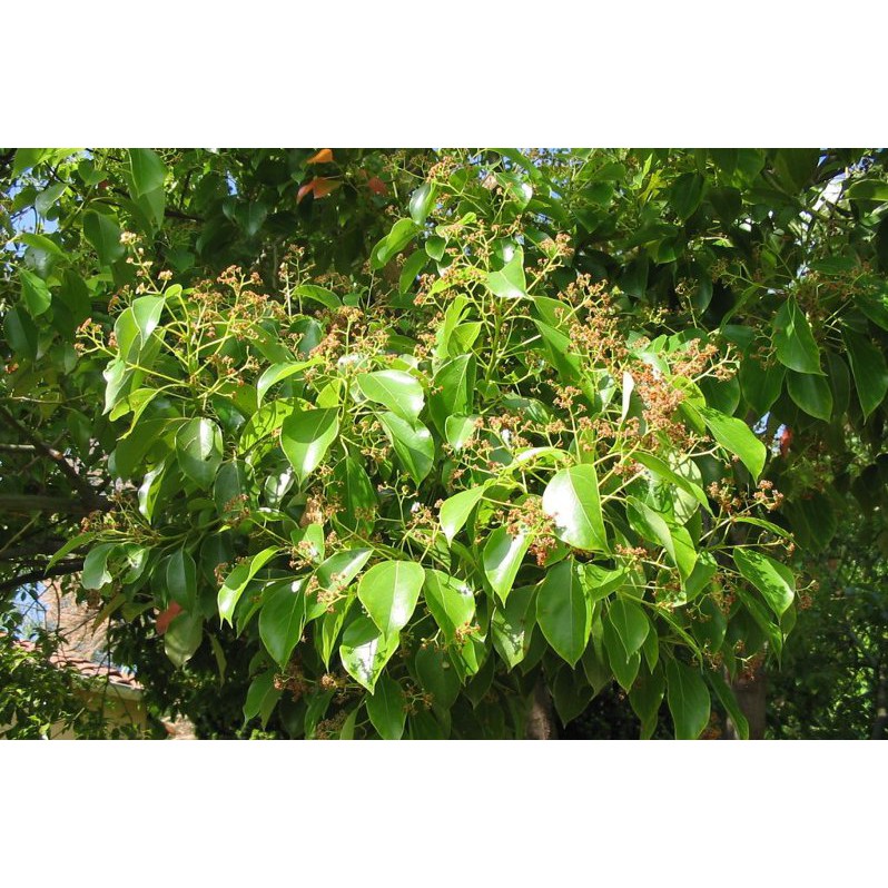 Tinh Dầu Long Não Thiên Nhiên làm lành da, giảm căng thẳng Camphor Essential Oil AloAroma