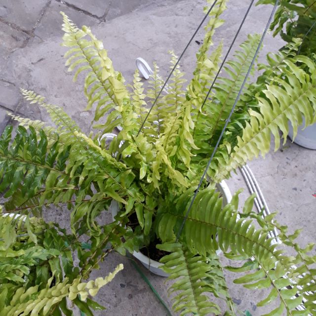 🌻Dương Xỉ ( vàng)🌻