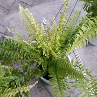 🌻Dương Xỉ ( vàng)🌻