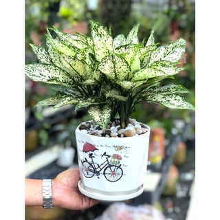 Chậu Cây Ngọc Ngân Để Bàn